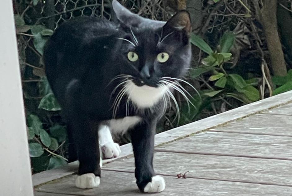 Alerta de Hallazgo Gato Desconocido Arcachon Francia