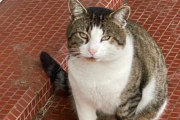 Alerta de Hallazgo Gato cruce  Desconocido , 4 años Cestas Francia