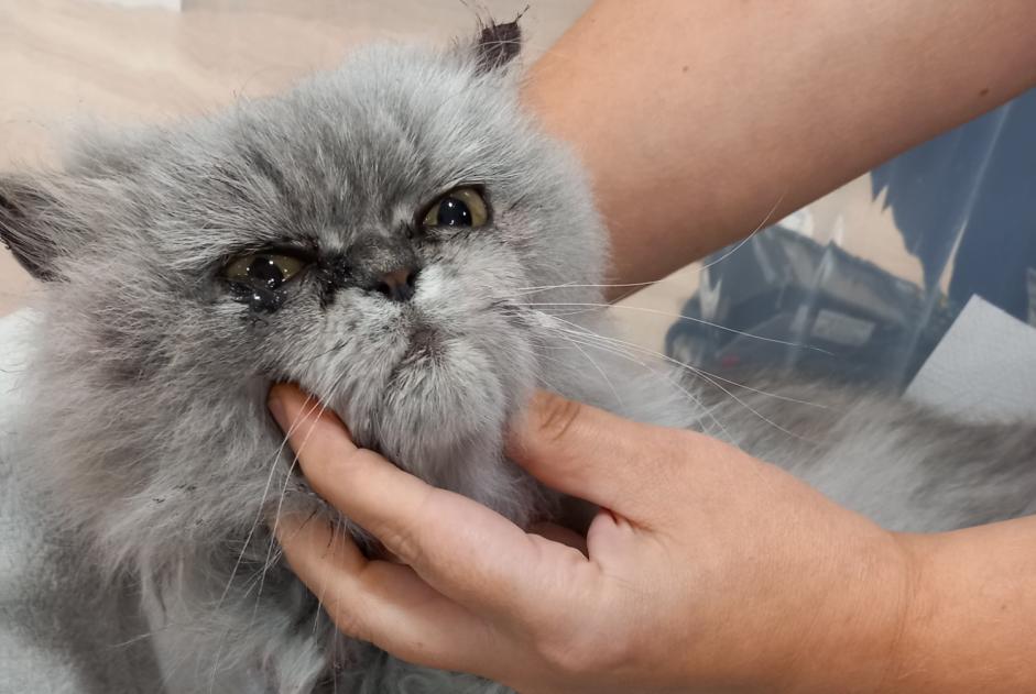 Alerte Découverte Chat  Inconnu Eysines France